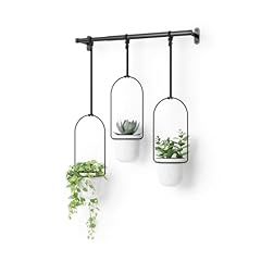 Umbra triflora hanging for sale  Delivered anywhere in USA 