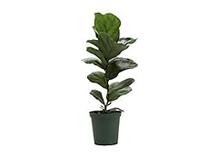 Thorsen greenhouse ficus for sale  Delivered anywhere in USA 