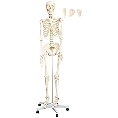 Squelette humain anatomie d'occasion  Livré partout en Belgiqu