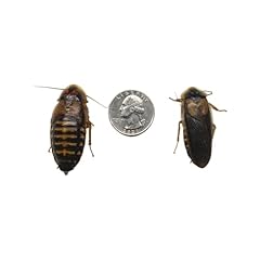 Adult dubia roaches for sale  Delivered anywhere in USA 