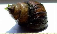 Pond snails bred for sale  Delivered anywhere in UK