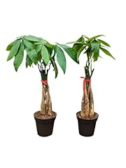 Live money tree for sale  Delivered anywhere in USA 