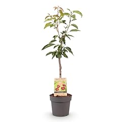 Greenboutiq plante fruitière d'occasion  Livré partout en France