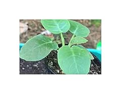 Dorstenia foetida variegata for sale  Delivered anywhere in UK
