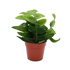 Exotenherz epiphyllum angulige gebraucht kaufen  Wird an jeden Ort in Deutschland