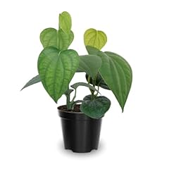 Piper nigrum plant for sale  Delivered anywhere in USA 