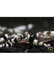 Crystal black shrimp for sale  Delivered anywhere in UK
