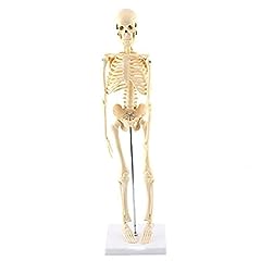 Gaeshow human skeleton for sale  Delivered anywhere in UK