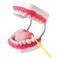 Teeth mouth model for sale  Delivered anywhere in USA 