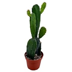 Bubbleblooms opuntia ficus for sale  Delivered anywhere in USA 