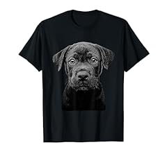 Cane corso cucciolo usato  Spedito ovunque in Italia 