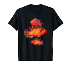 Jewel cichlids aquarium for sale  Delivered anywhere in USA 