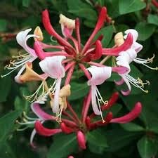 Lonicera periclymenum serotina for sale  Delivered anywhere in UK