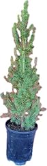 Dwarf alberta spruce for sale  Delivered anywhere in USA 