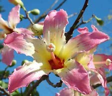 Chorisia speciosa exotic for sale  Delivered anywhere in USA 
