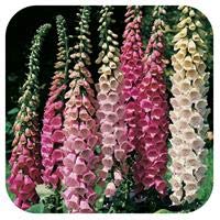 Foxglove digitalis foxy for sale  Delivered anywhere in UK