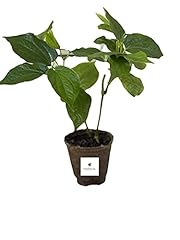 Wild betel plant for sale  Delivered anywhere in USA 