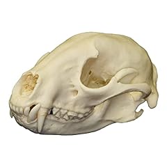 Real raccoon skull for sale  Delivered anywhere in USA 