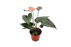 Rainbow anthurium california for sale  Delivered anywhere in USA 