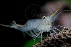 Swimming creatures pinocchio for sale  Delivered anywhere in USA 