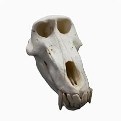 Baboon head skull for sale  Delivered anywhere in USA 