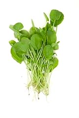 Produce watercress oz for sale  Delivered anywhere in USA 