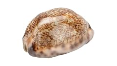 Nadeco cypraea arabica gebraucht kaufen  Wird an jeden Ort in Deutschland