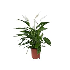 Plant box spathiphyllum usato  Spedito ovunque in Italia 