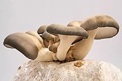 Shiitake mushroom growing for sale  Delivered anywhere in USA 