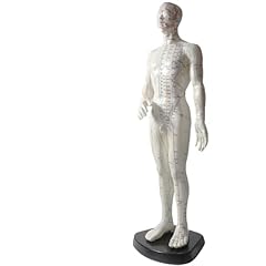 Whaeoy human body for sale  Delivered anywhere in UK