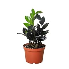 Growing plants zamioculcas for sale  Delivered anywhere in USA 