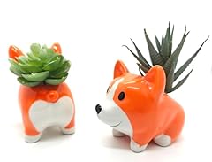 Set small succulent for sale  Delivered anywhere in USA 