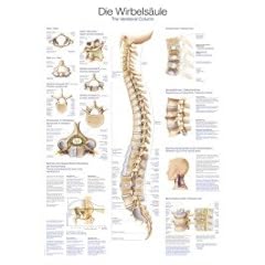 Lehrtafel wirbelsäule 70x100c gebraucht kaufen  Wird an jeden Ort in Deutschland
