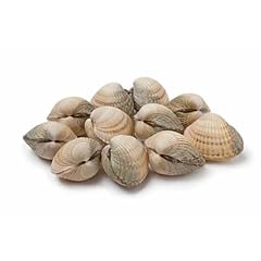 Live palourde clams for sale  Delivered anywhere in UK