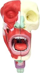 Modèle anatomie gorge d'occasion  Livré partout en France