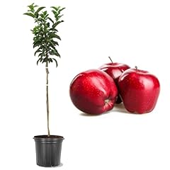 American plant live for sale  Delivered anywhere in USA 