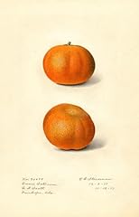 Citrus sinensis owari for sale  Delivered anywhere in USA 