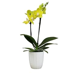 Yellow phalaenopsis live for sale  Delivered anywhere in USA 