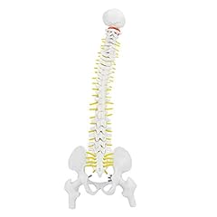 Flexible spine model for sale  Delivered anywhere in Ireland