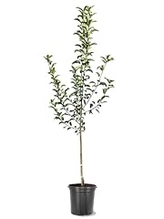 American plant apple for sale  Delivered anywhere in USA 