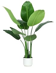 Bird paradise plant for sale  Delivered anywhere in USA 