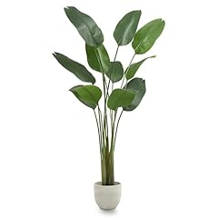 Maia shop 7ft for sale  Delivered anywhere in USA 