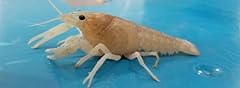 Female white crayfish for sale  Delivered anywhere in USA 