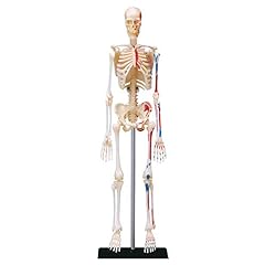 Explora scheletro anatomia usato  Spedito ovunque in Italia 