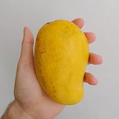Big grafted mango for sale  Delivered anywhere in USA 