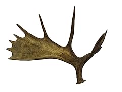 Whole moose antler for sale  Delivered anywhere in USA 