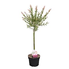 Salix flamingo saule d'occasion  Livré partout en France