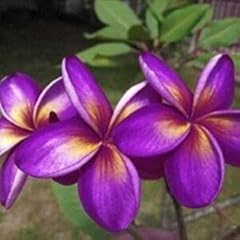 Purple yellow plumeria for sale  Delivered anywhere in USA 