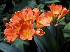 Kaffir lily originale for sale  Delivered anywhere in UK