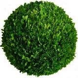 Tradingmsith preserved boxwood for sale  Delivered anywhere in USA 